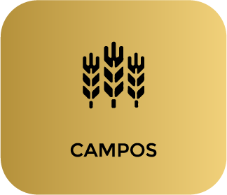 activo campos