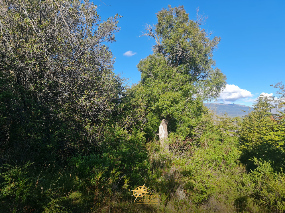 Chacra de 4 hectáreas – Corcovado, Chubut - Imagen 10