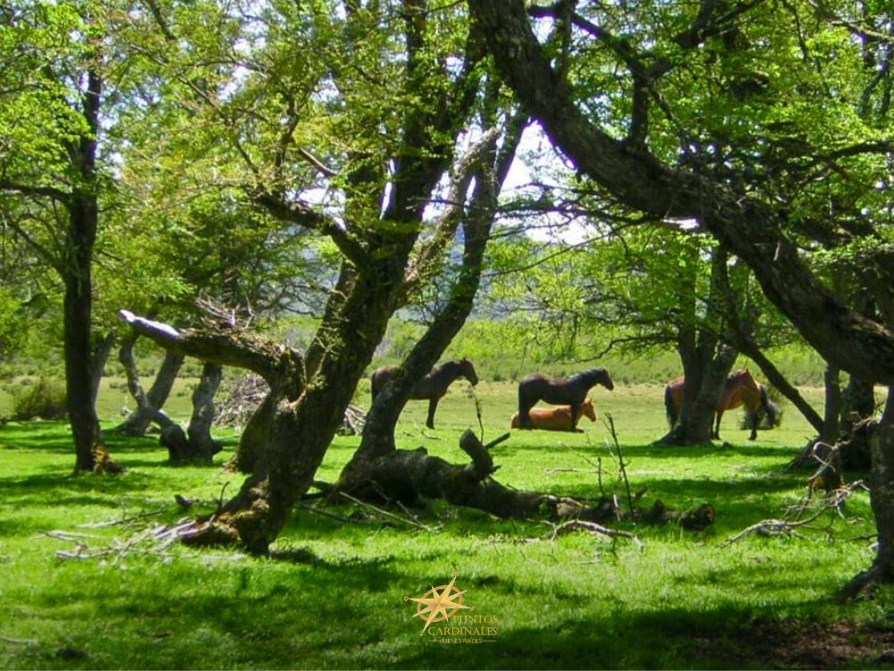 Chacra de 2,8 hectáreas – Aldea Atilio Viglione, Río Pico, Chubut - Imagen 3